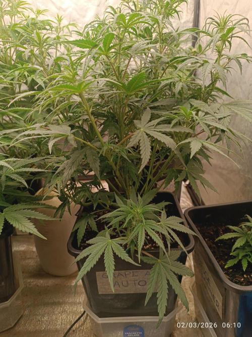 Grape Ape auto. Week 5