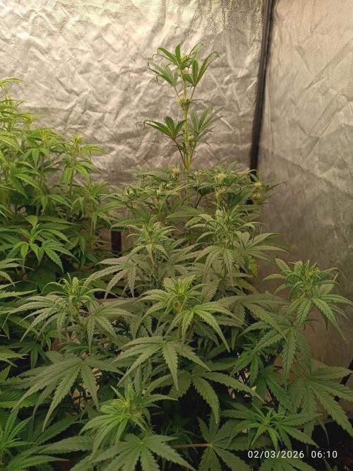 Grape Ape auto. Week 5