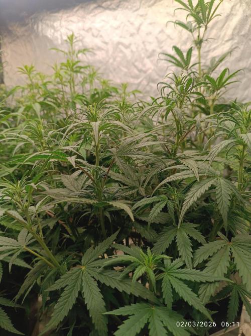 Grape Ape auto. Week 5