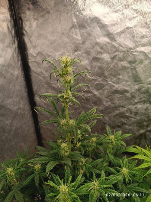 Grape Ape auto. Week 5