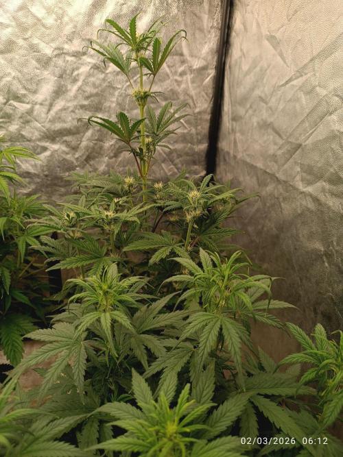 Grape Ape auto. Week 5