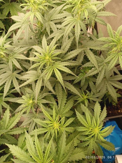 Grape Ape auto. Week 5 - Questa grape ape  autos toppata è un pochino più indietro delle altre 2... 