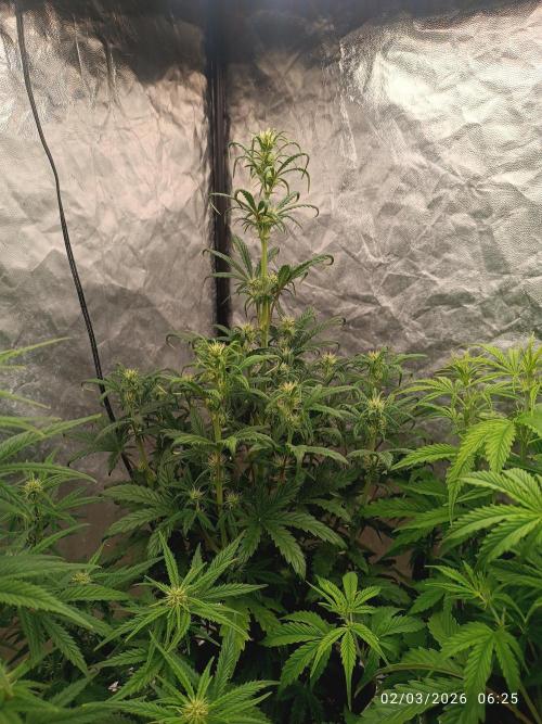 Grape Ape auto. Week 5