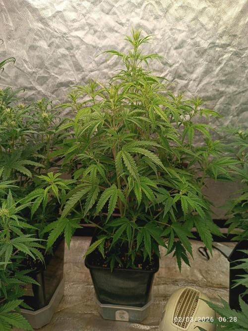 Creamzilla auto. Week 5