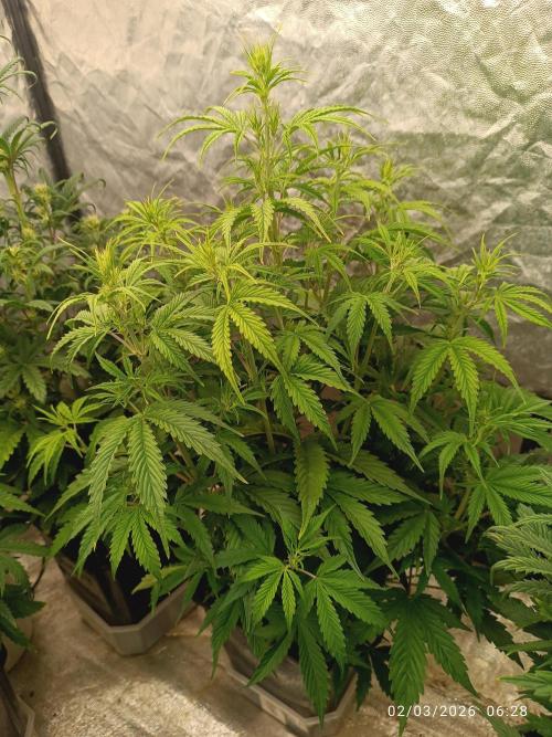 Creamzilla auto. Week 5