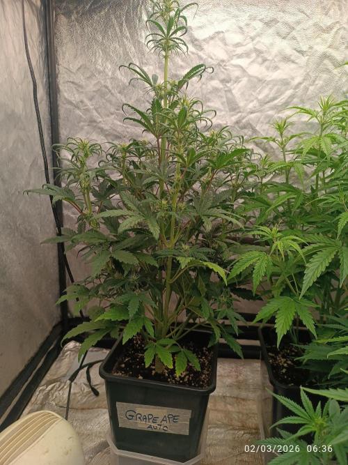 Grape Ape auto. Week 5