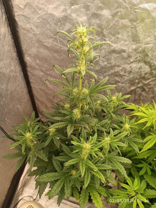 Grape Ape auto. Week 5