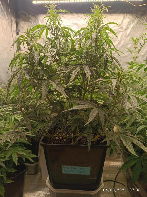 Forbidden runtz auto. Week 5