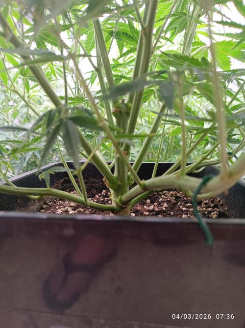 Forbidden runtz auto. Week 5