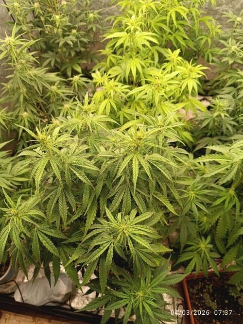 Forbidden runtz auto. Week 5