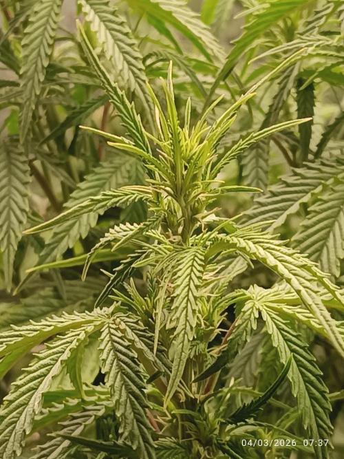 Forbidden runtz auto. Week 5