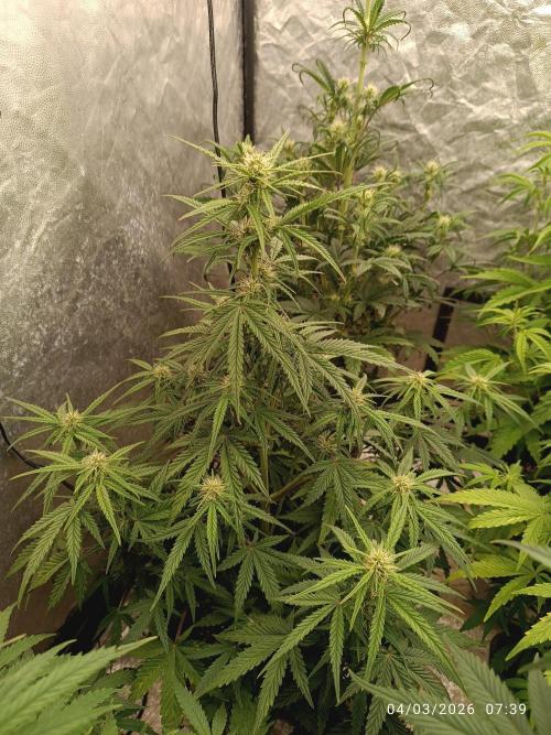 Forbidden runtz auto. Week 5