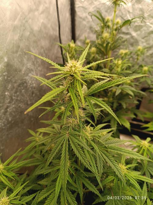 Forbidden Runtz Auto. Week 5