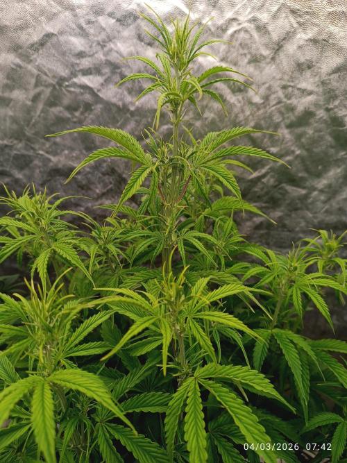 Creamzilla auto. Week 5