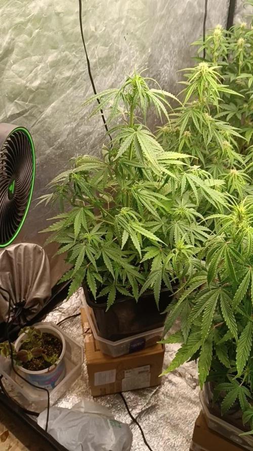 Creamzilla auto