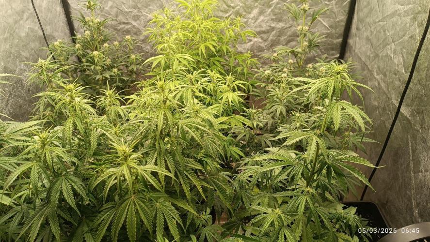 Creamzilla auto. Week 5