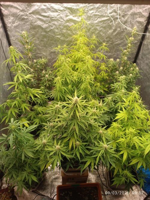 Grape Ape auto. Week 6