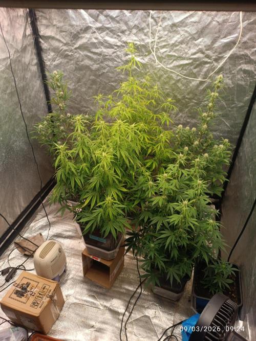 Grape Ape auto. Week 6