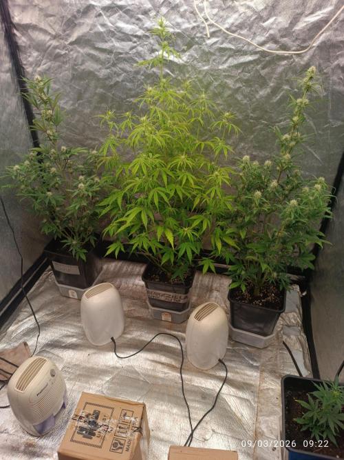 Grape Ape auto. Week 6