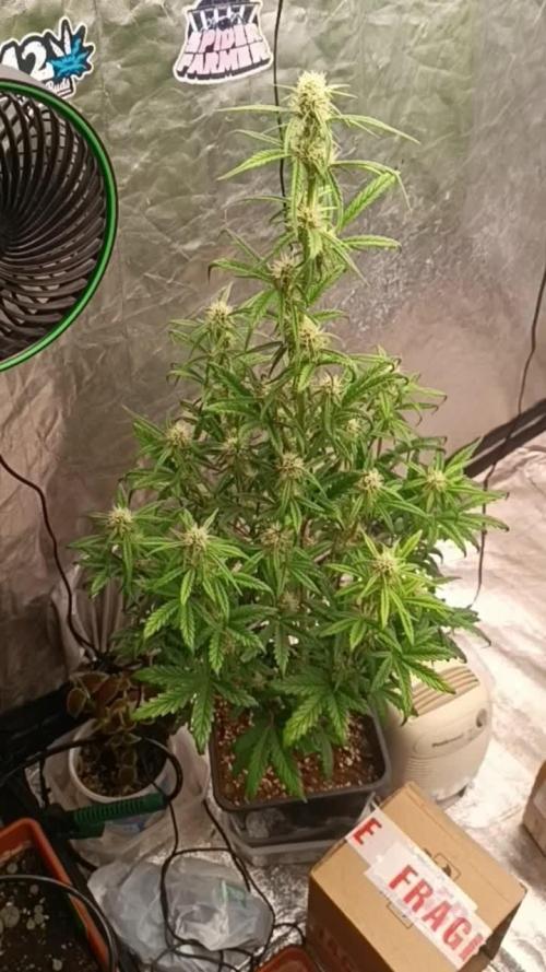 Grape Ape auto