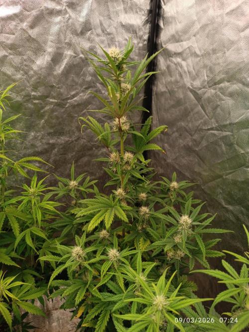 Grape Ape auto. Week 6
