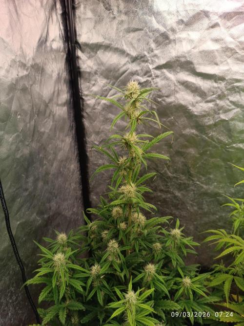 Grape Ape auto. Week 6