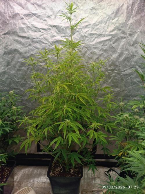 Creamzilla auto. Week 6