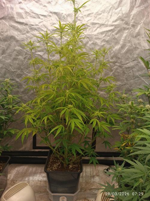 Creamzilla auto. Week 6