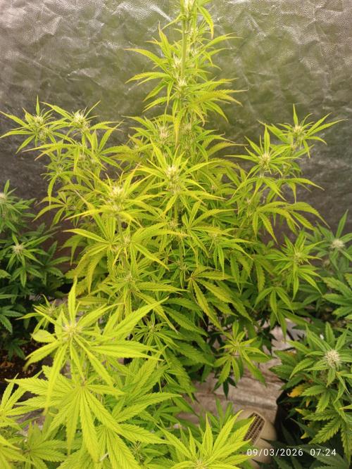 Creamzilla auto. Week 6