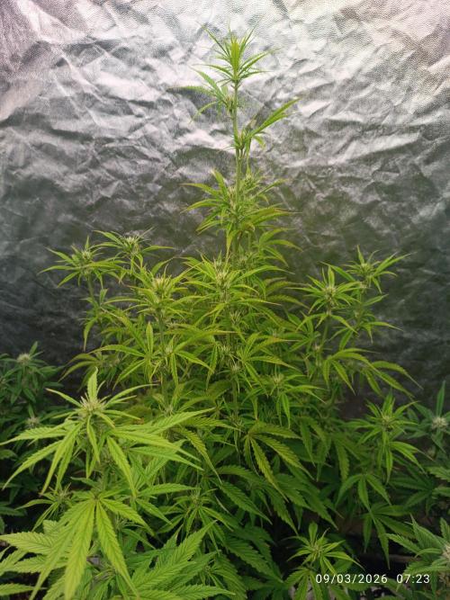 Creamzilla auto. Week 6