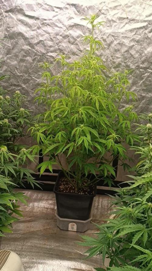 Creamzilla auto