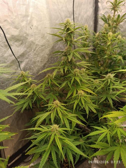 Forbidden runtz auto. Week 6