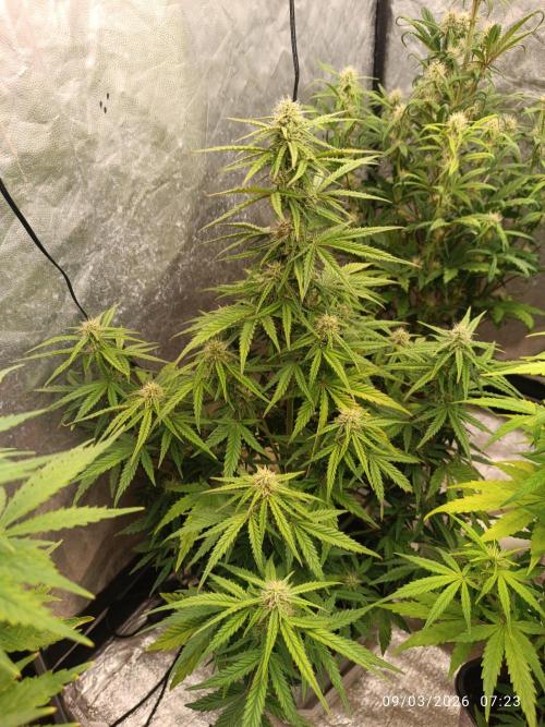 Forbidden runtz auto. Week 6