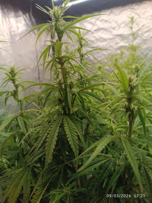 Forbidden runtz auto. Week 6