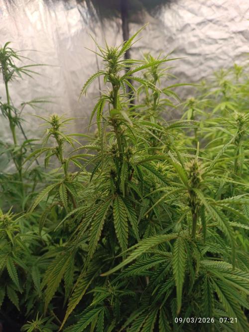 Forbidden Runtz Auto. Week 6