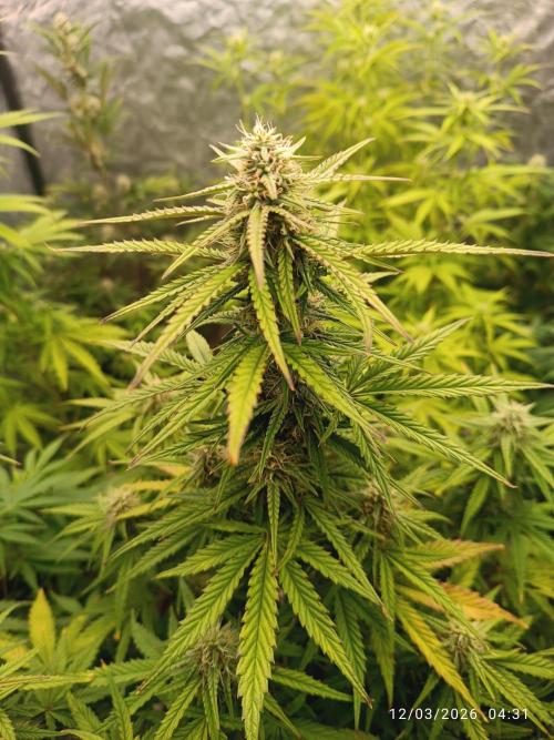 Forbidden runtz auto. Week 6