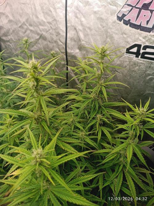 Forbidden Runtz Auto. Week 6