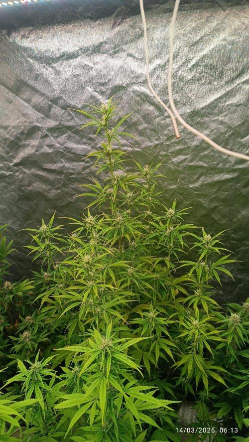 Creamzilla auto. Week 6
