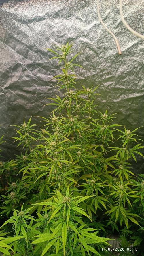 Creamzilla auto. Week 6