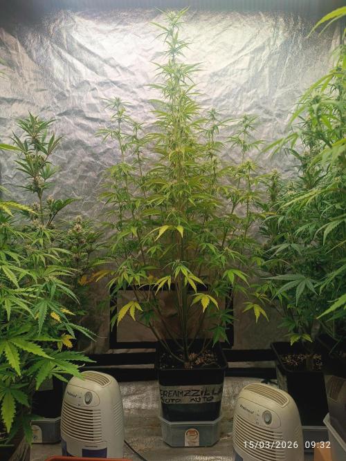 Creamzilla auto. Week 6