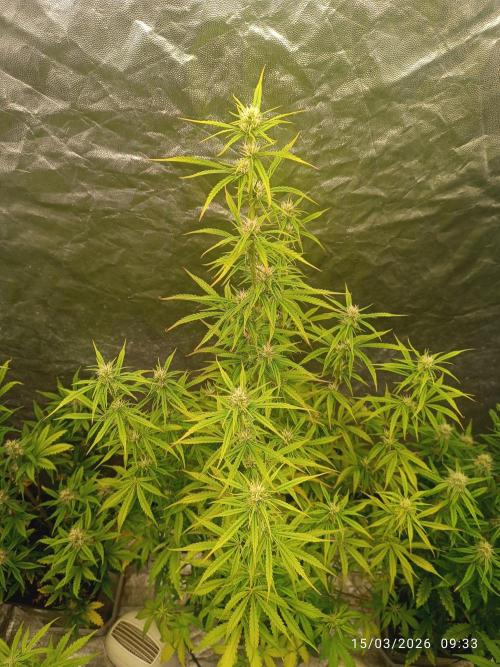 Creamzilla auto. Week 6