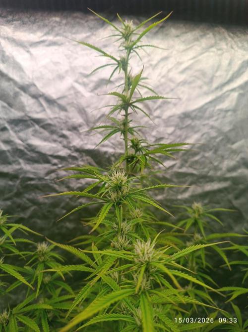 Creamzilla auto. Week 6
