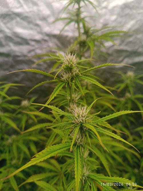 Creamzilla auto. Week 7