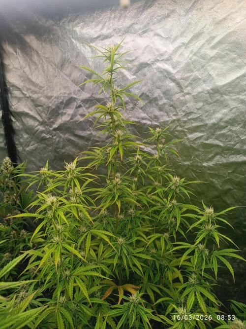 Creamzilla auto. Week 7
