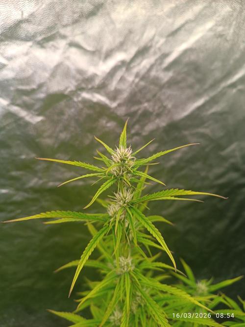 Creamzilla auto. Week 7