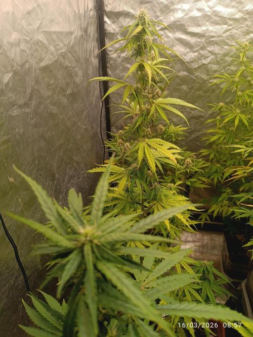 incredibile Hulk. Week 7