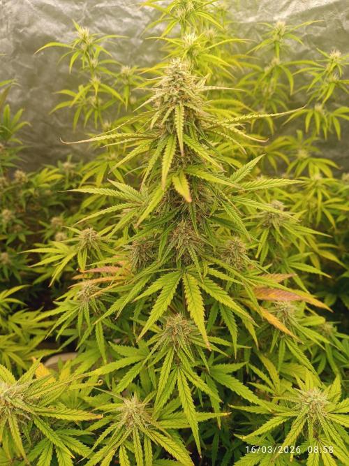 Forbidden runtz auto. Week 7