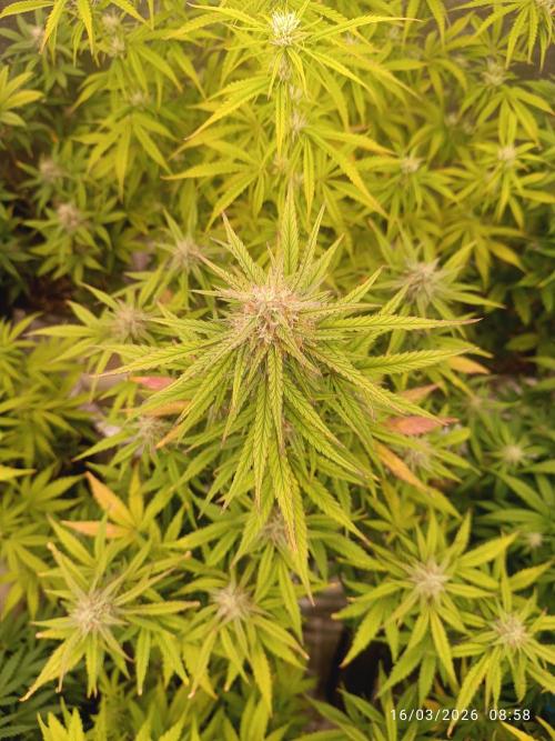 Forbidden runtz auto. Week 7