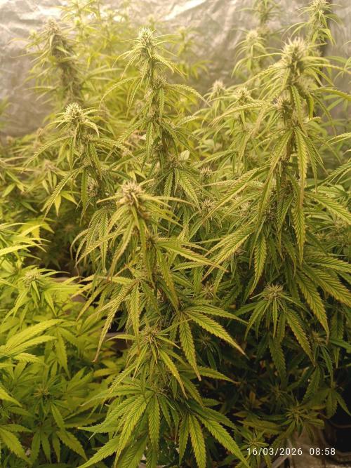 Forbidden runtz auto. Week 7