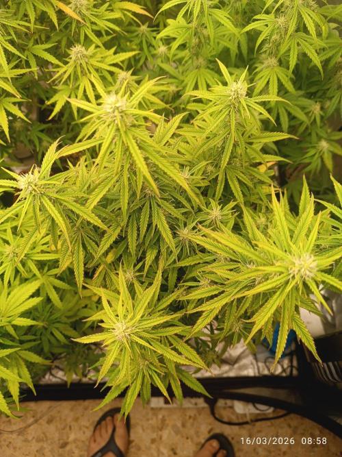 Forbidden runtz auto. Week 7